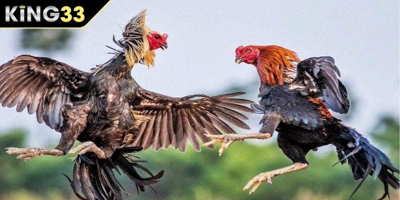 Chọi gà Thomo cựa dao Chọi gà Thomo cựa dao