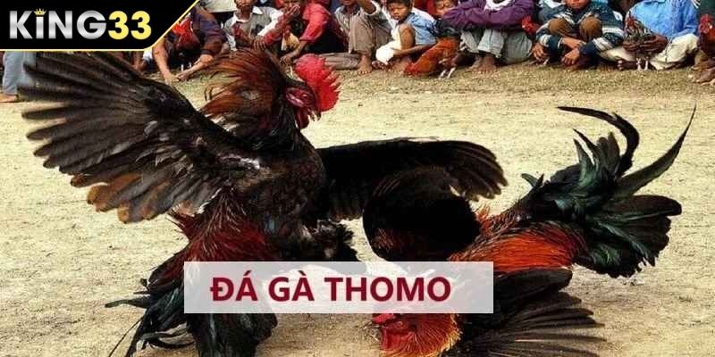 Tiêu chí phân định kết quả trận đá gà Thomo Tiêu chí phân định kết quả trận đá gà Thomo