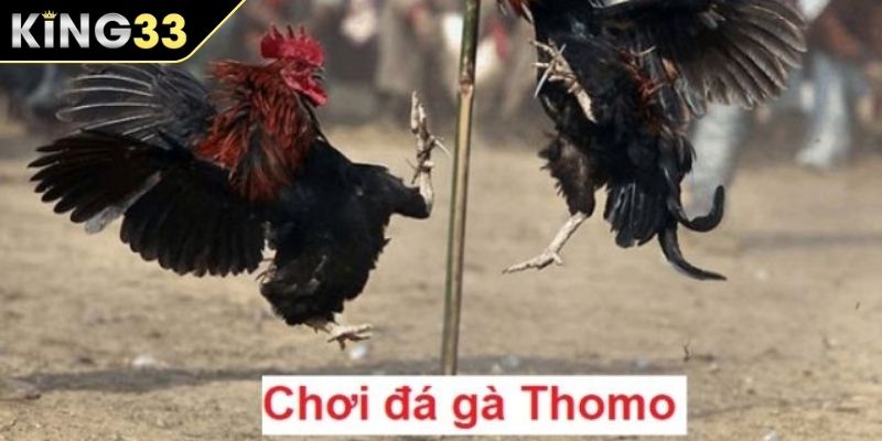 Tổng quan về đá gà Thomo KING33 Tổng quan về đá gà Thomo KING33