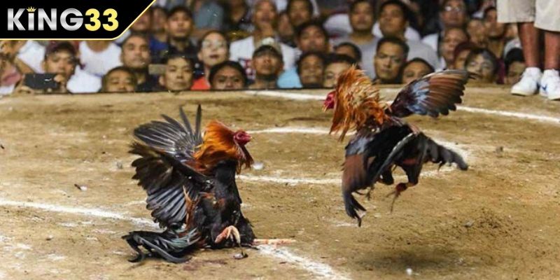Luật chơi cơ bản của chọi gà trực tiếp C1 Luật chơi cơ bản của đá gà trực tiếp C1